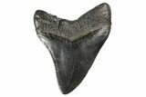 4.12" Fossil Megalodon Tooth - South Carolina - #168209-1